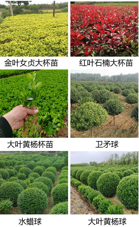 苗木銷售2